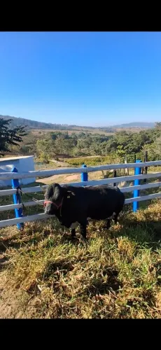 Mini boi
