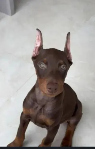 Doberman 
