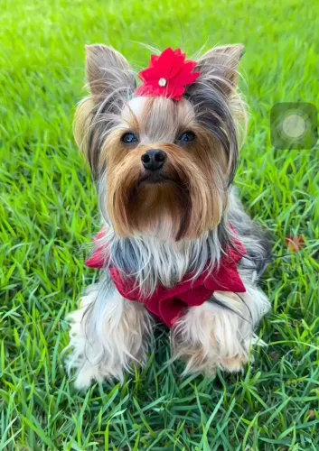 Pequeno no porte e gigante no amor: o Yorkshire Terrier encanta com sua doçura e tamanho