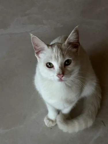 gato pra adoção