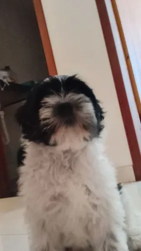 Cachorro 