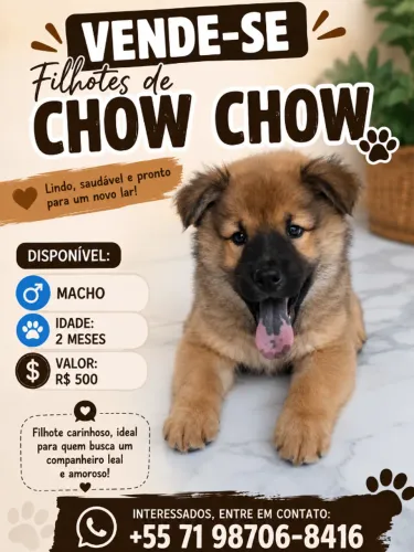 Filhote chow-chow