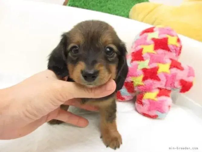 Cachorro filhote dachshund/teckel/basset/salsicha/cofap inteligente