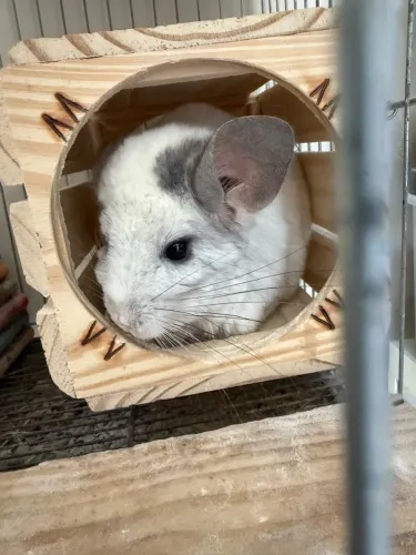 Chinchila moisaco femea adulta