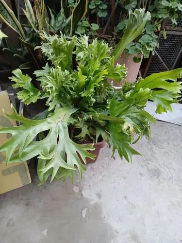 Planta