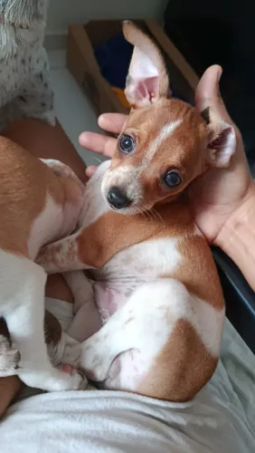 Pinscher 1 Especial Macho - Única Ninhada