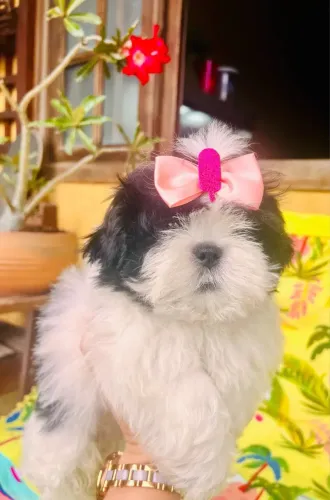 Shih tzu fêmeas lindas entrego a combinar