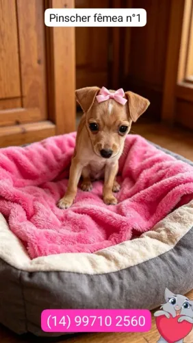 Pinscher fêmea