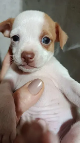 Doação pinscher n 1?