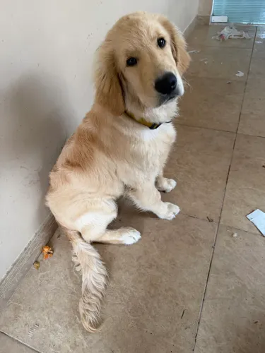 Vendo Filhote de Golden 5 meses