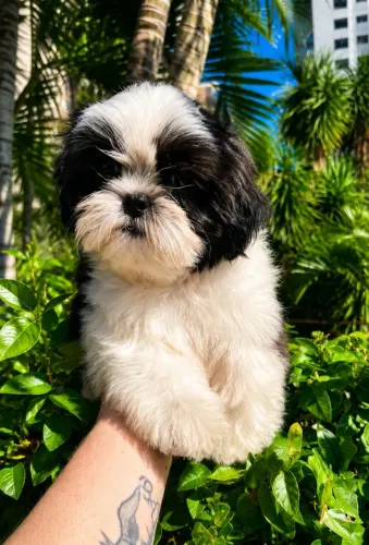 ShihTzu Macho