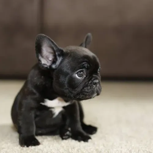 Filhotes de Bulldog Francês - Macho e Fêmea