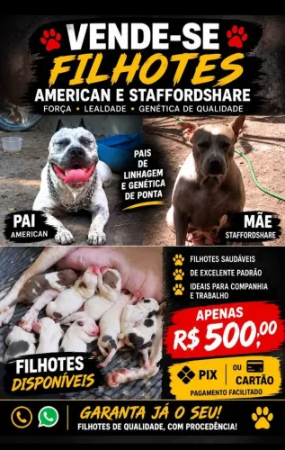 Vendo filhotes de Pitbull