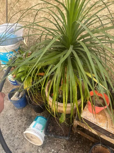 Vendo planta pé de elefante