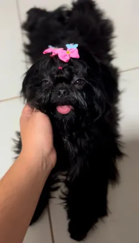 Shih tzu 9 meses