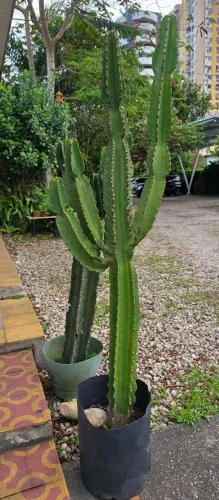Cacto 1,60m