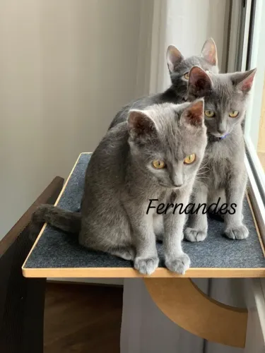 Chartreux Filhotes 
