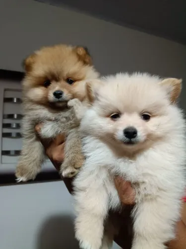 Lulu da Pomerânia