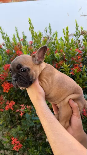 Bulldog francês 