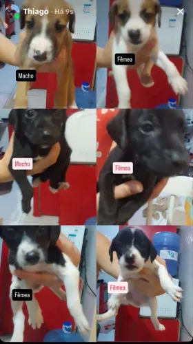 Doando cachorrinhos 