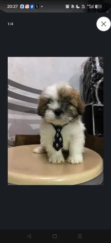 Shih-tizu macho