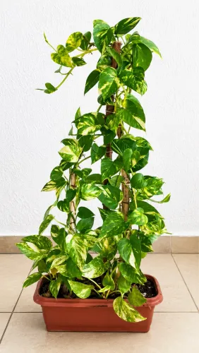 Vendo Plantas 03
