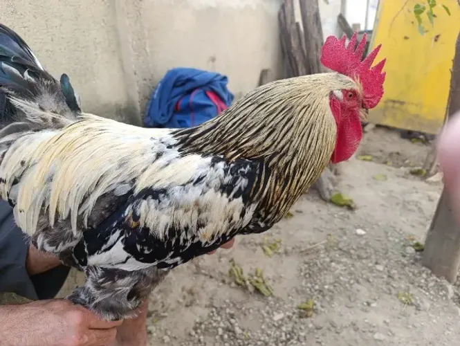Galo Brahma