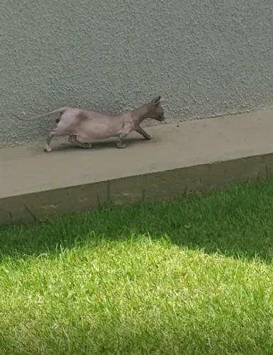 Filhote sphynx dwelf