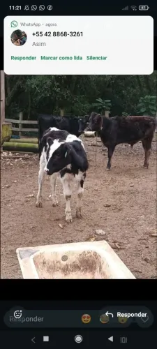 3 boizinho 
