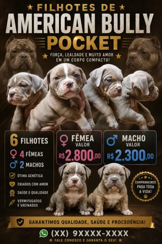 FILHOTES DE AMERICAN BULLY POCKET