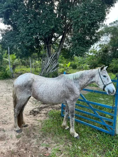Égua mestiça