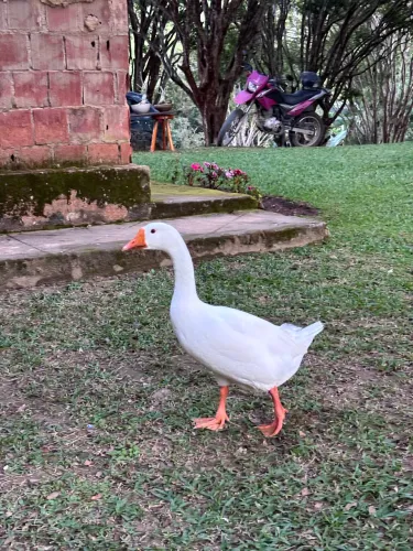 Vende-se ganso macho sinaleiro chinês