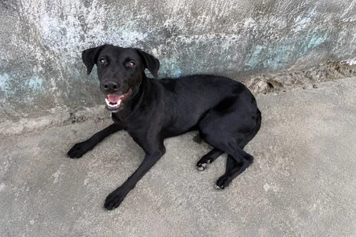 Adoção pra cachorro