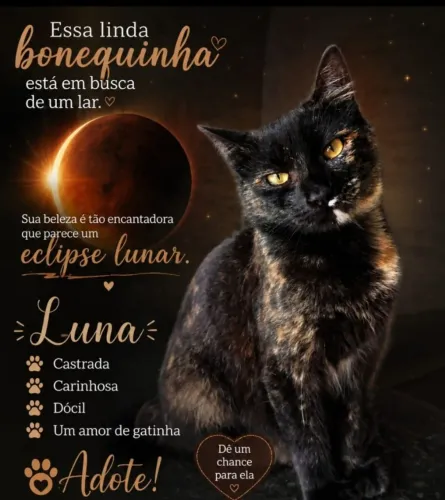 Adocao responsavel: gata Luna