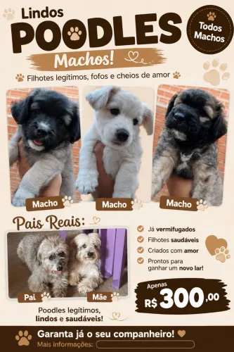 Poodles legítimos(dispenso curiosos)