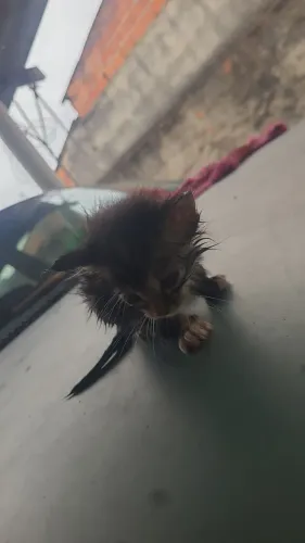 Doação gatinho