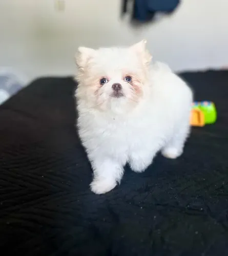 Spitz alemão filhote fêmea 