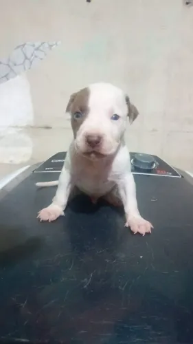 Filhote de pit Bull