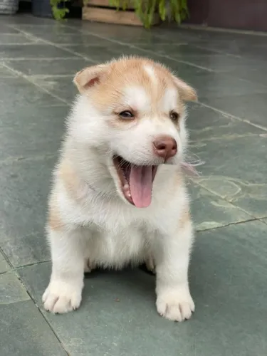 Husky siberiano disponivel