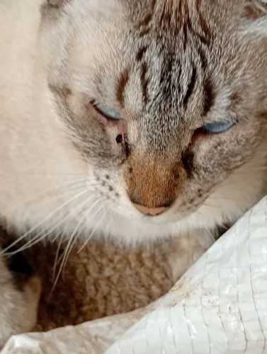 Gato