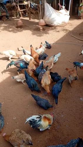 Galinhas