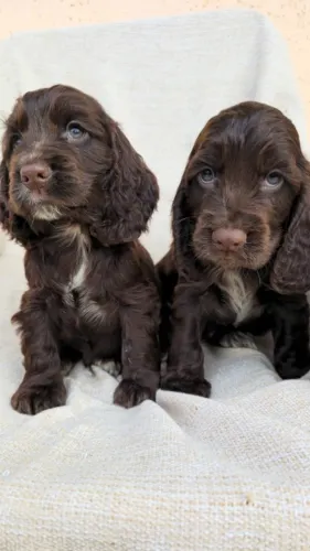 Cocker Spaniel Inglês: escolha com calma, conheça de perto