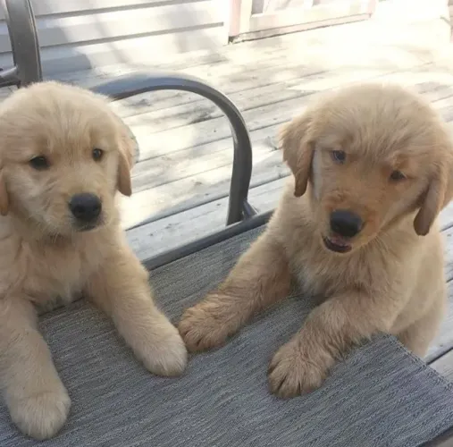 Golden Retriever Afeto que não faz barulho, só bem