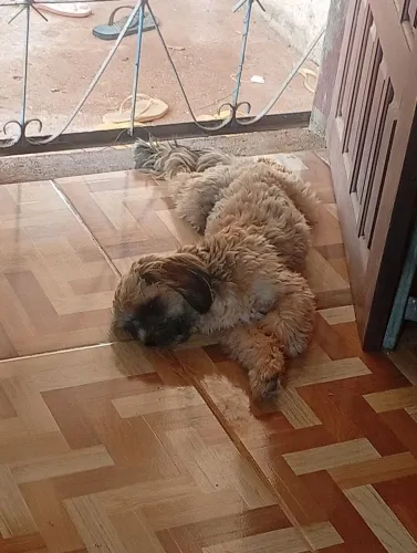 Cachorro Shitzu 