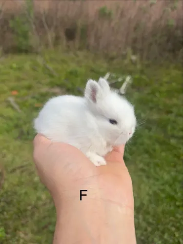 Mini coelho lion