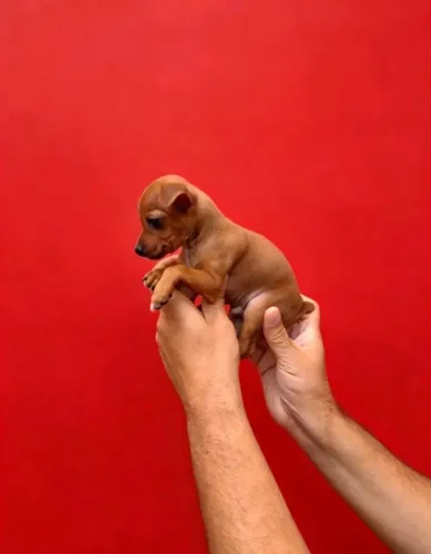 Pinscher 