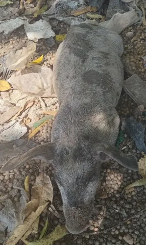 Vendo um leitoa pequena 
