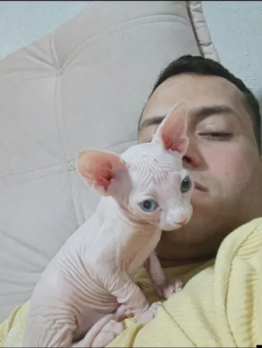 Gato sphynx macho com heterocromia disponível para reserva