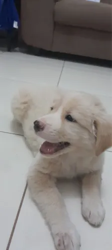 Akita 