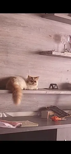 Vendo gatinha Persa original. 